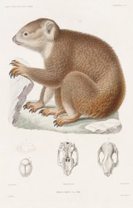 Koala, from 